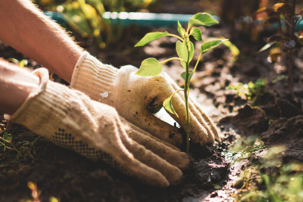 Horticulture Youth Apprenticeship